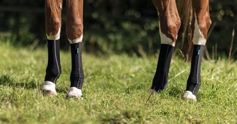 equicrown|kompressionsstrümpfe für pferde.